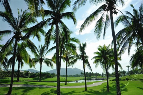 一锅两头牛火锅